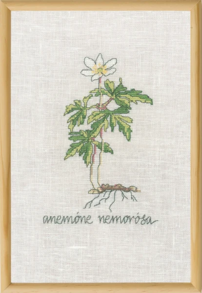 Broderikit Hvid Anemone R5799 20 x 30 cm
