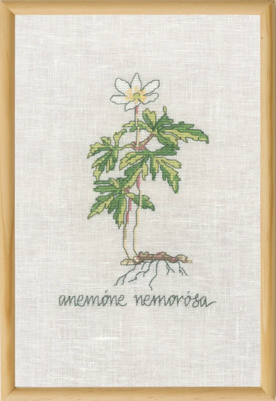 Broderikit Hvid Anemone R5799 20 x 30 cm