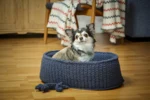 92182 HUNDEKURV OG KØDBEN